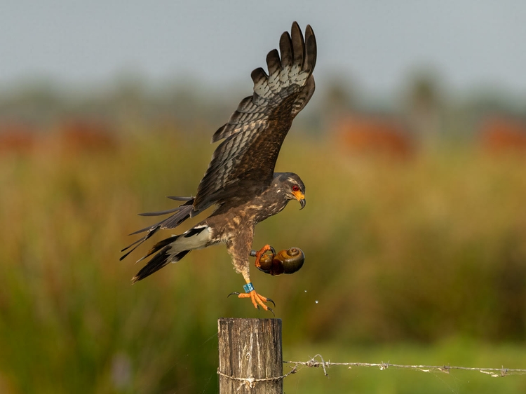 Snail_Kite_AlexWallace