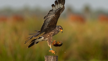 Snail_Kite_AlexWallace