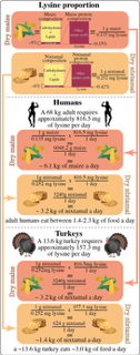Maize chart