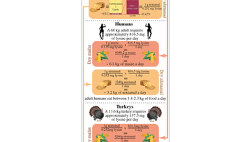 Maize chart