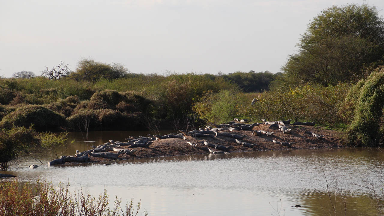 Future Fossils on Fans: UNM group heads to Paraguay to explore questions about fossil preservation