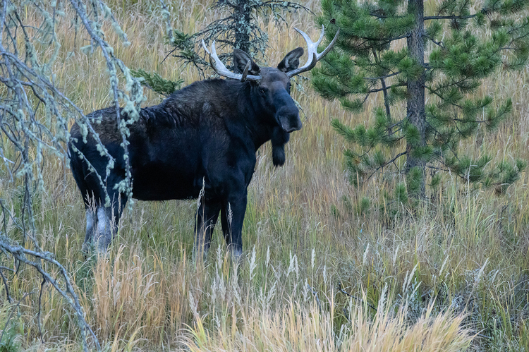 RMNP bull moose looking at camera