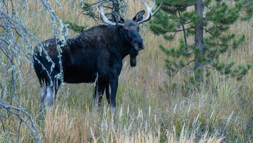 RMNP bull moose looking at camera