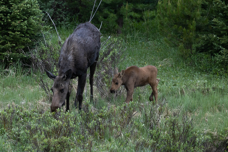 RMNP moose and calf in forest