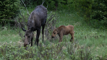 RMNP moose and calf in forest