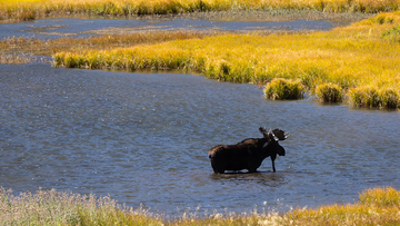 RMNP moose standing in lake