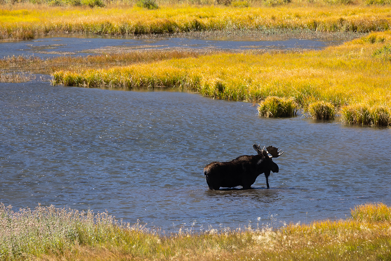 Moose wading in lake at Rocky Mountain National Park RMNP moose standing in lake