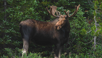 UNM anthropologist helps trace moose history and impacts wildlife planning  