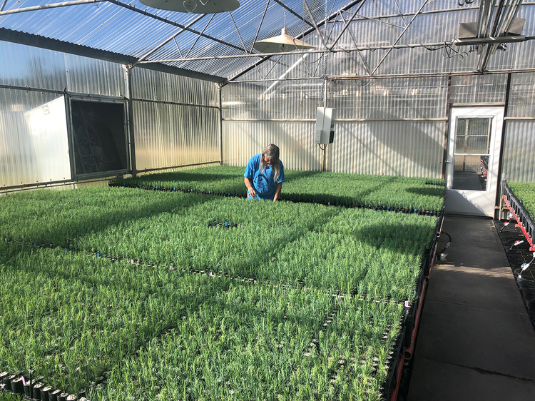 Growing area