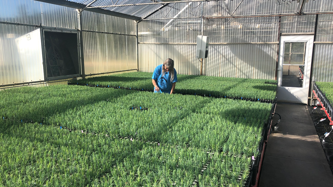 Growing area