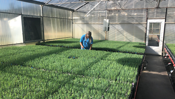 Growing area