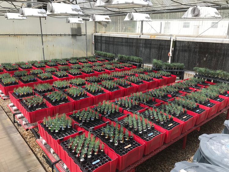 Research on seedlings