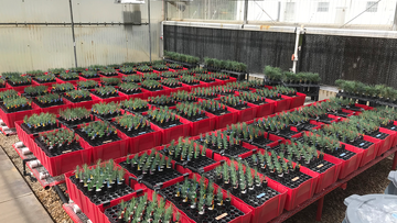 Research on seedlings