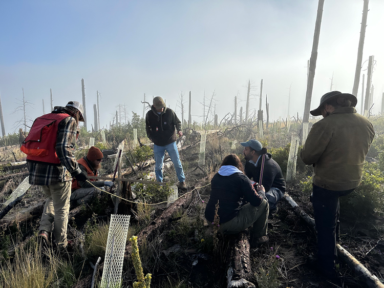 NMRC crew monitors seedlings after planting