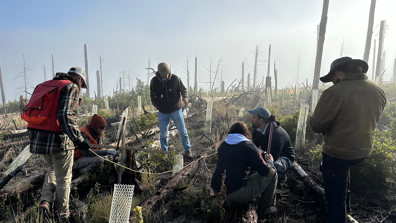 NMRC crew monitors seedlings after planting