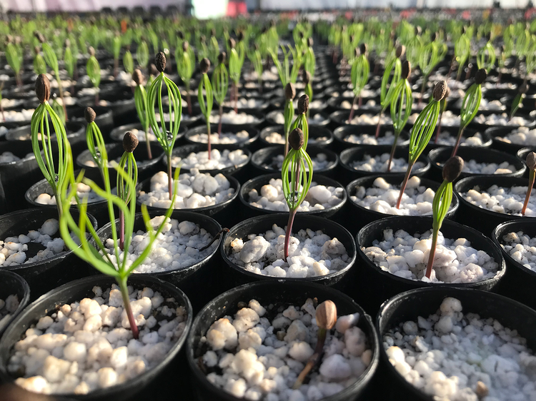 Growing seedlings