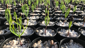GO Bond 3 could help New Mexico grow its forest recovery efforts