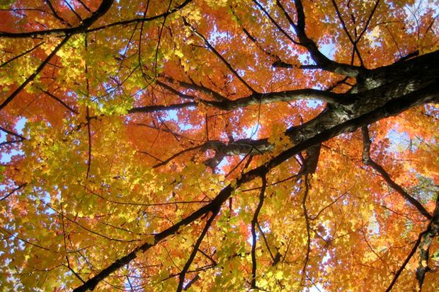 Fall Leaves