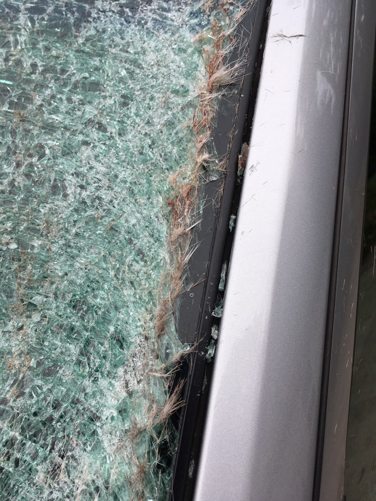 Deer Hair on Windshield After Collision