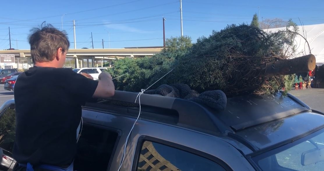 christmas tree transport safety