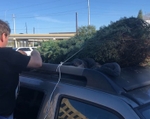 AAA Texas: Improperly Transported Christmas Trees are Dangerous and Costly