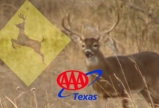 deer collisions_aaa texas traffic safety_2021
