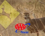 AAA Texas Reminds Drivers Most Automobile Crashes Involving Deer Happen This Time of Year