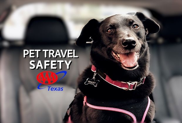 PET TRAVEL SAFETY THUMBNAIL