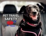 AAA Texas Reminds Pet Owners to Focus on Safety as Travel Bookings Surge