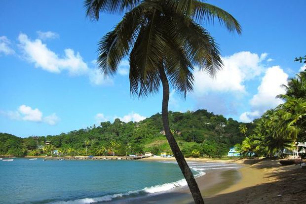 tropical beach with palm tree foreground