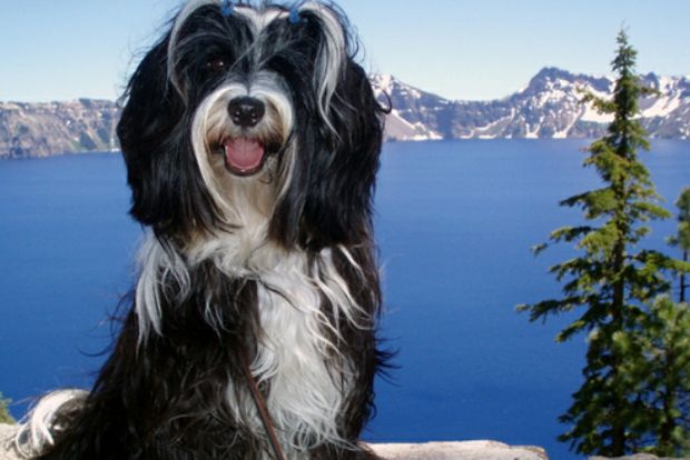 2012PetBookWinner