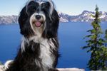 AAA PetBook Offers 15,000 Reasons to Travel with Your Pet