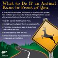 What-to-Do-If-an-Animal-Runs-in-Front-of-You