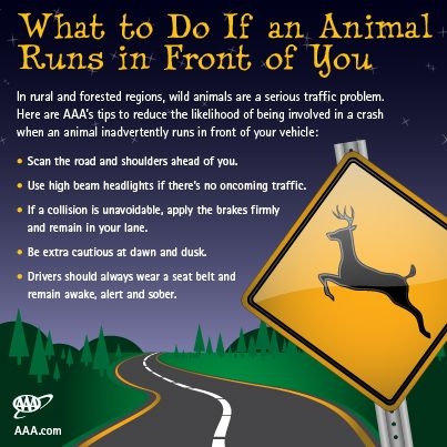 What-to-Do-If-an-Animal-Runs-in-Front-of-You_