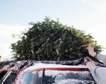 How to Get Your Christmas Tree Home without it Fa La La La-lying Off Your Car