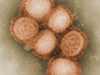 H1N1 Virus (Source: CDC)