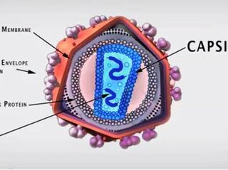 HIV Capsid Diagram
