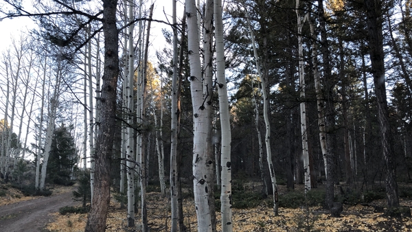 Trees
