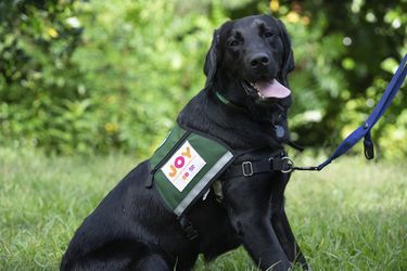 Joy in Childhood Foundation® Unleashes “Dogs for Joy”