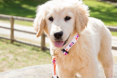The Dog Days of Summer Get A Little Brighter