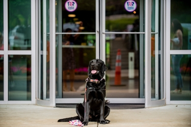 Sit, Stay, Bring Joy, Good Boy!