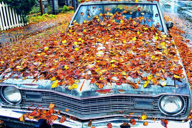 fall leaves on vintage car