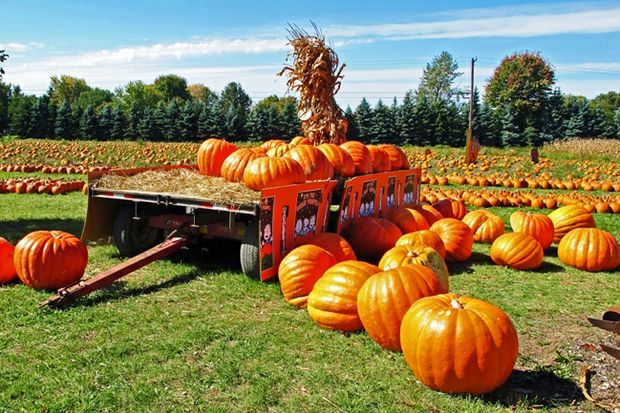 pumpkin patch