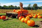 pumpkin patch
