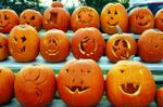 rows of carved pumpkins