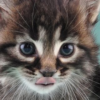 kittentes#2