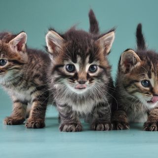 kittens@2