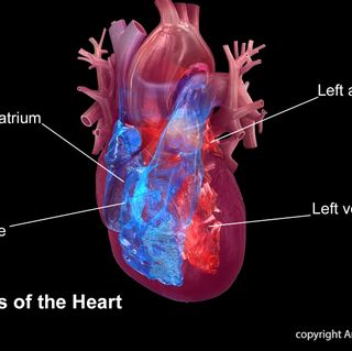 4 chambers of the heart: right atrium, right ventricle, left atrium, left ventricle.Watch, Learn, and Live Librarycopyright American Heart Association