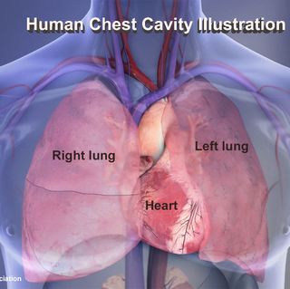 Human Chest Cavity illustration: Right lung, left lung, heartcopyright American Heart Association