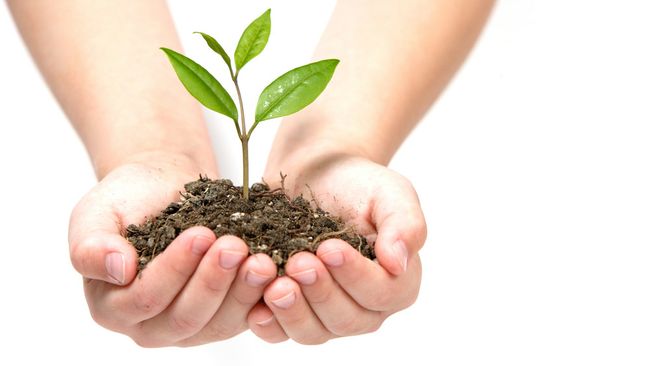 Tree planting, conservation and a raptor adventure center among environmental programs to benefit from Duke Energy grants